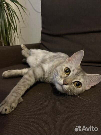 Кошка в добрые руки