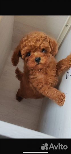 Микро девочка