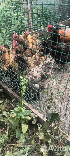 Цыплята продаются от мясояичных кур