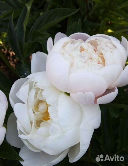 Корни пионов оптом. Голландия