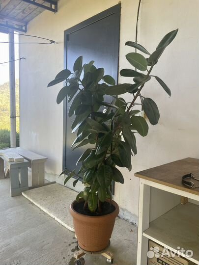 Фикус каучуконосный большой