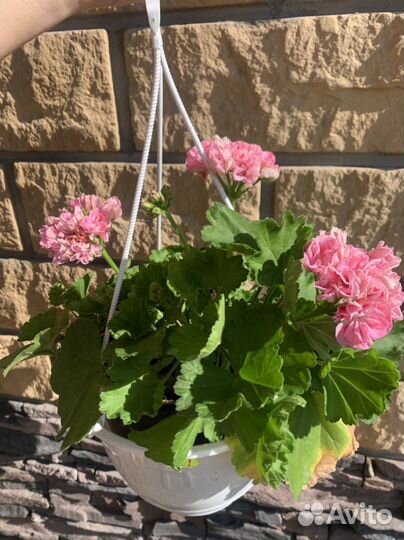 Пеларгонии сортовые