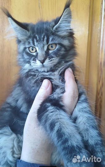 Котёнок мейн-кун