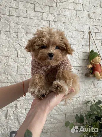 Щенки мальтипу