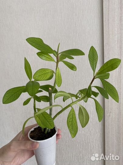 Синадениум