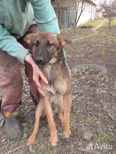 Маленькая собака