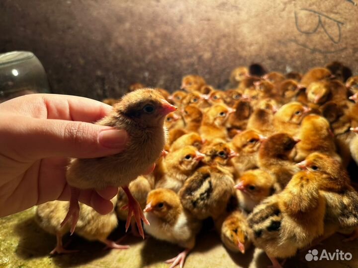 Цыплята кучинские юбилейные