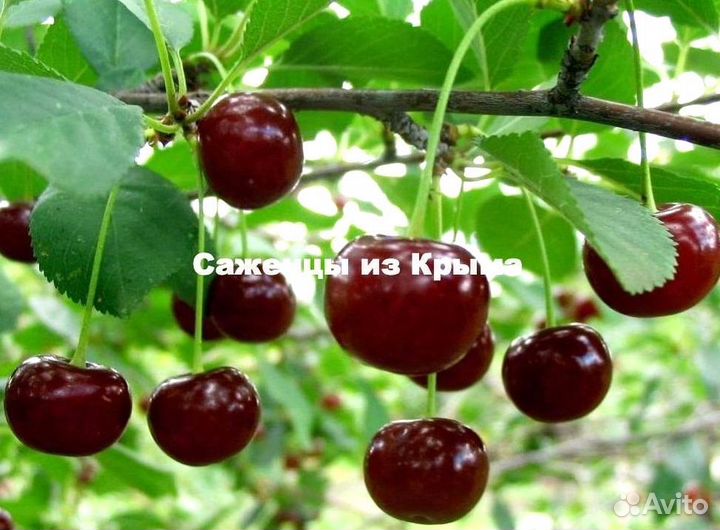 Саженцы Вишни Шалунья