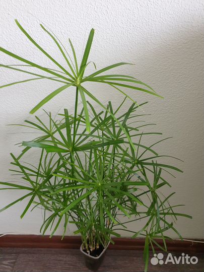 Продам циперус