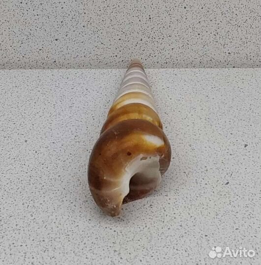 Турителла 10,10 морская ракушка раковина