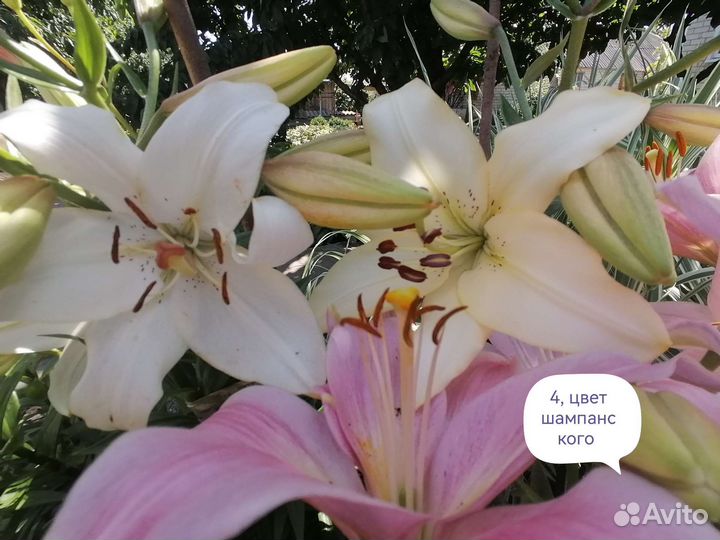 Лилии и лилейники