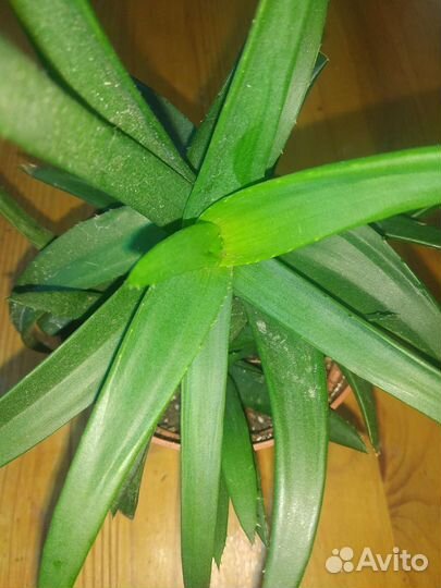 Алоэ вера столетник