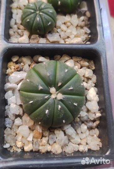 Astrophytum asterias mix и ast. ast purple skin