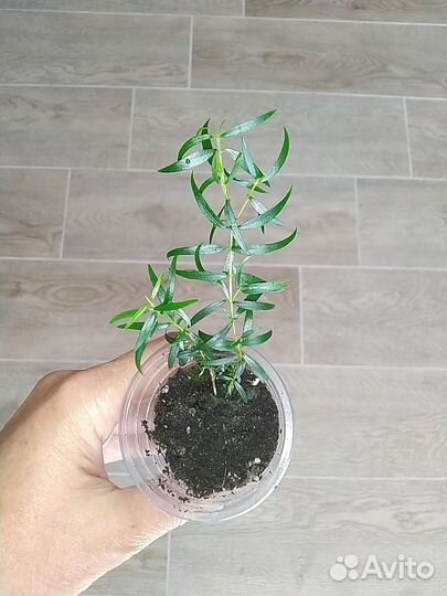 Мирт,Серисса