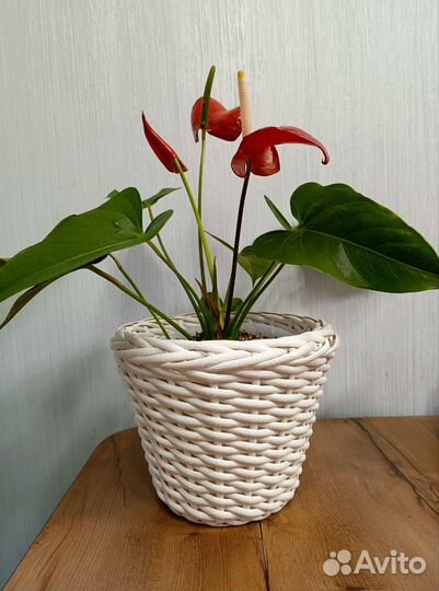 Кашпо горшок для цветов