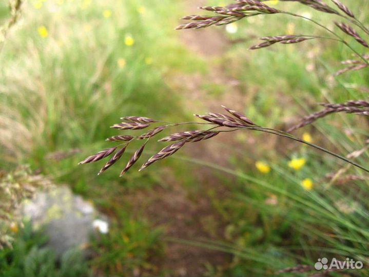 Семена овсяницы красной