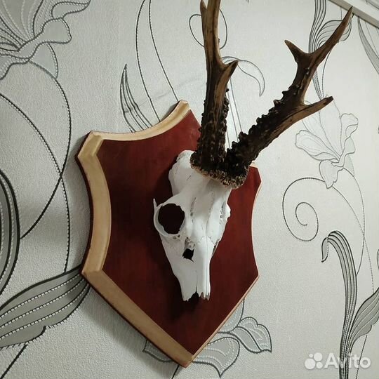 Череп косули