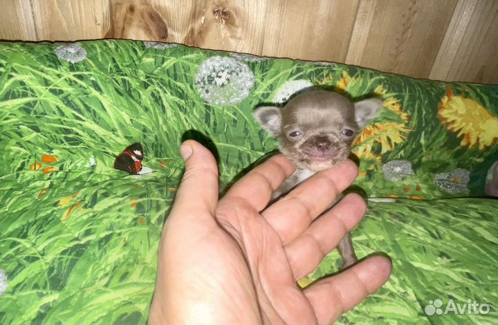 Чихуахуа mini и micro