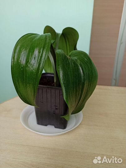 Эухарис амазонская лилия