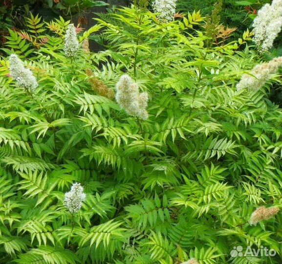 Саженцы рябинолистника