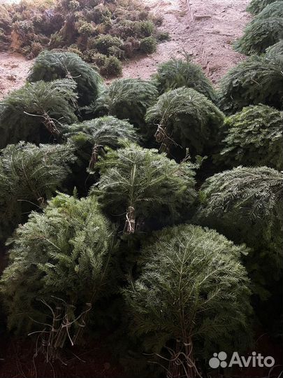 Пихтовый веник опт