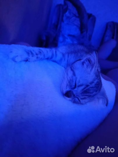 Отдам котенка