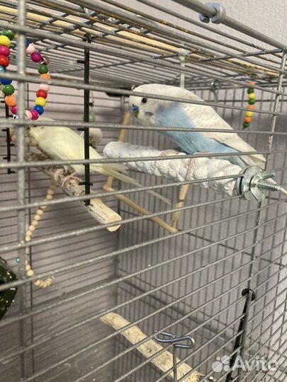 Волнистые Попугаи с клеткой(самец и самка)