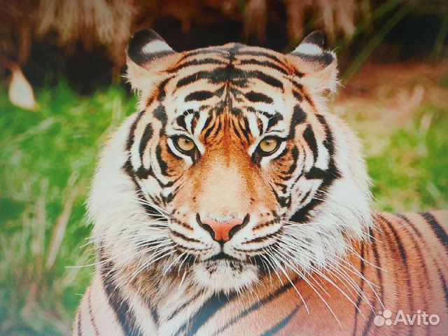 Постер Тигр, формат А1