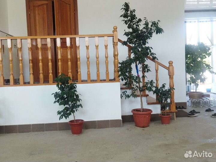 Цветы домашние в горшках