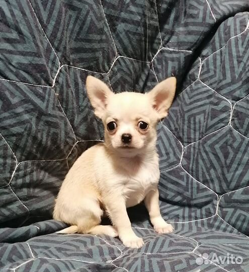 Чихуахуа девочки