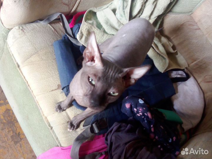 Канадский сфинкс кот