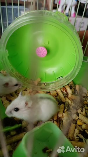 Джунгарский хомяк