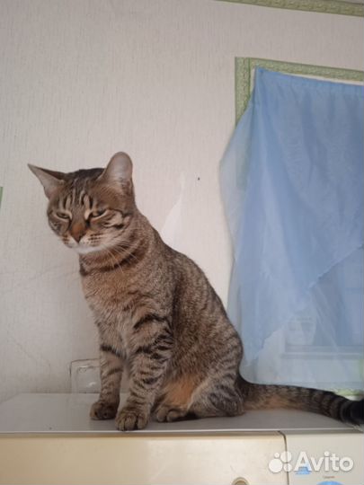 Кошка в дар бесплатно