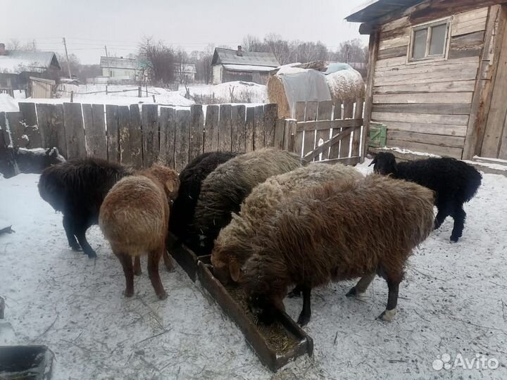 Эдельбаевские овцы