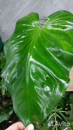 Сингониум SP