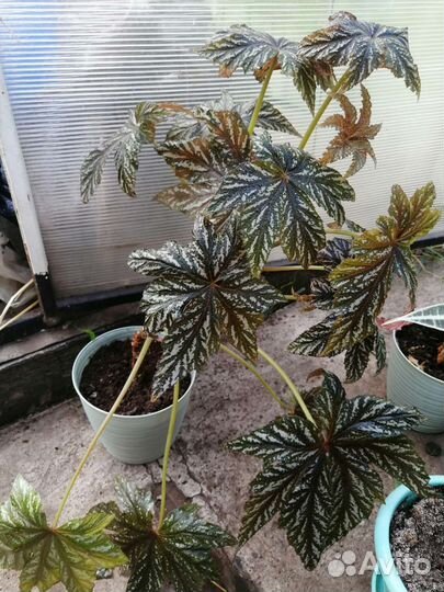 Бегония декоративно лиственная от 200