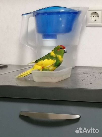 Попугай Какарик