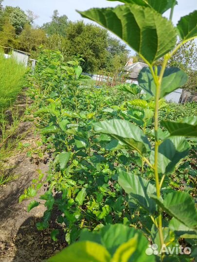 Декоративные кустарники