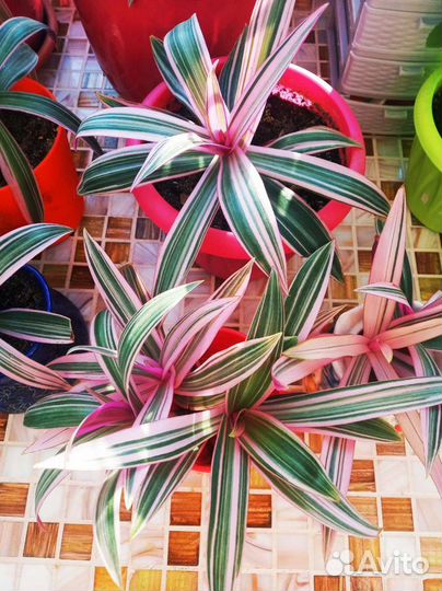 Домашние цветы,растения