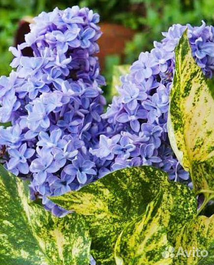 Саженцы сирени Красная Москва, Аукубафолия и др