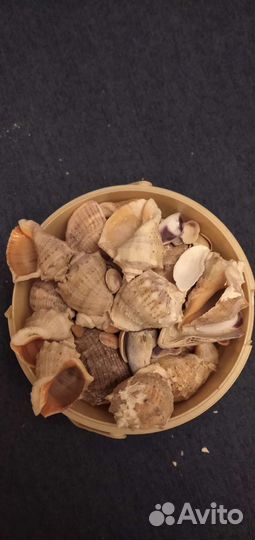 Ракушки