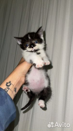 Котики бесплатно в добрые руки