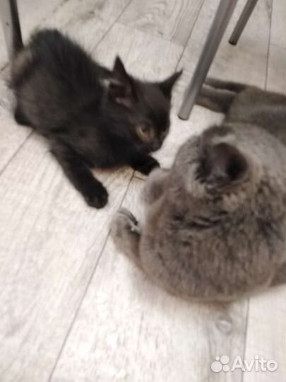 Котёнок от Британской кошки