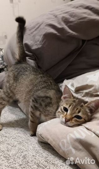 Котёнок отдам в добрые руки