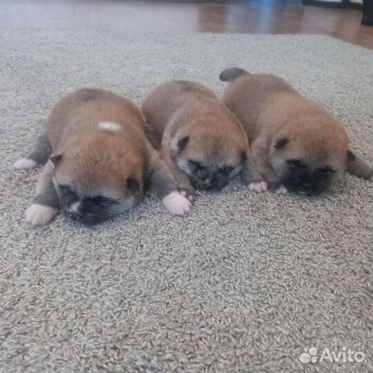 Щенки акита ину