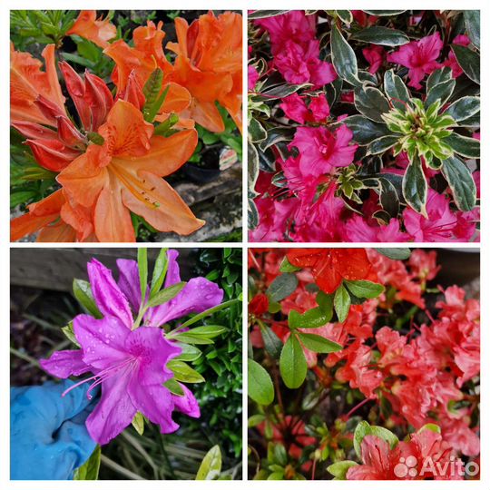 Азалии,рододендрон