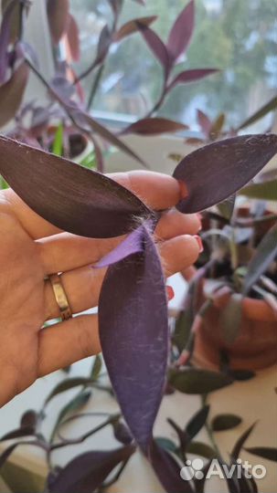 Хлорофитумы