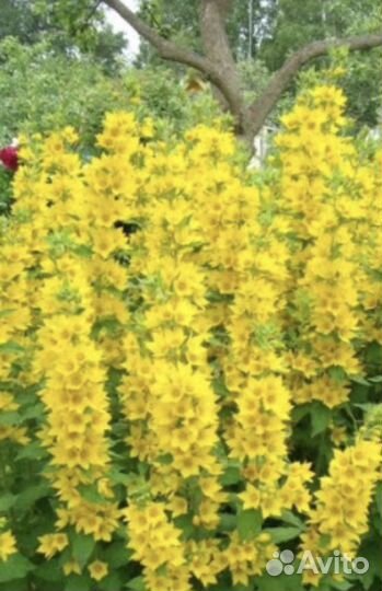 Многолетние Цветы