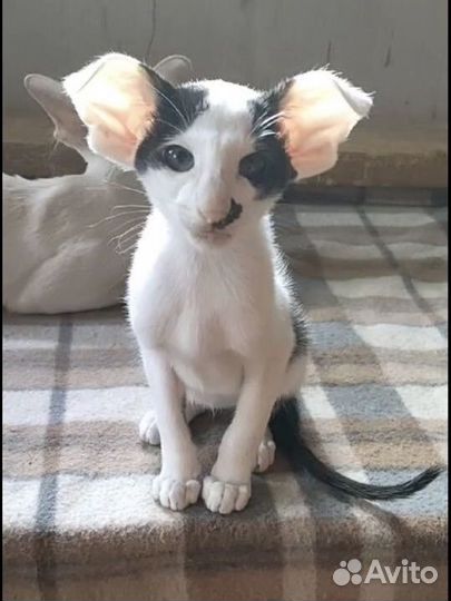 Ориентальный котик экстремального типа