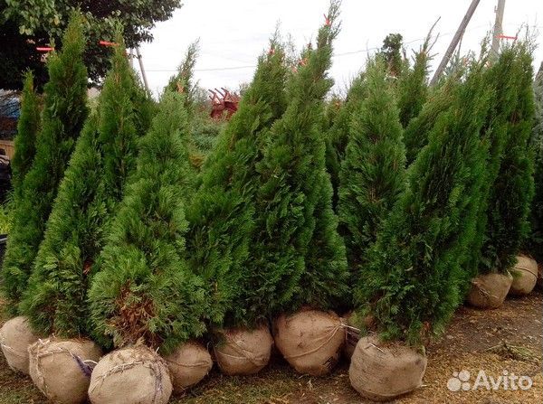 Туя, Ель, Кедр, Сосна, свой питомник